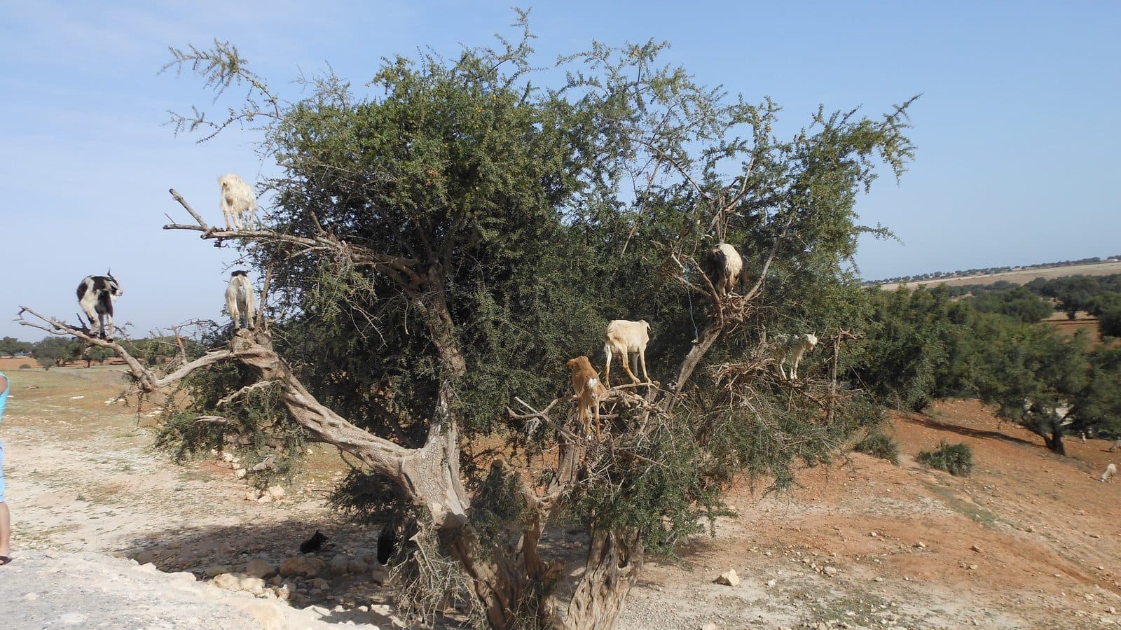 Goats standing on the branches of an argan tree beside a dirt road in Chichaoua province