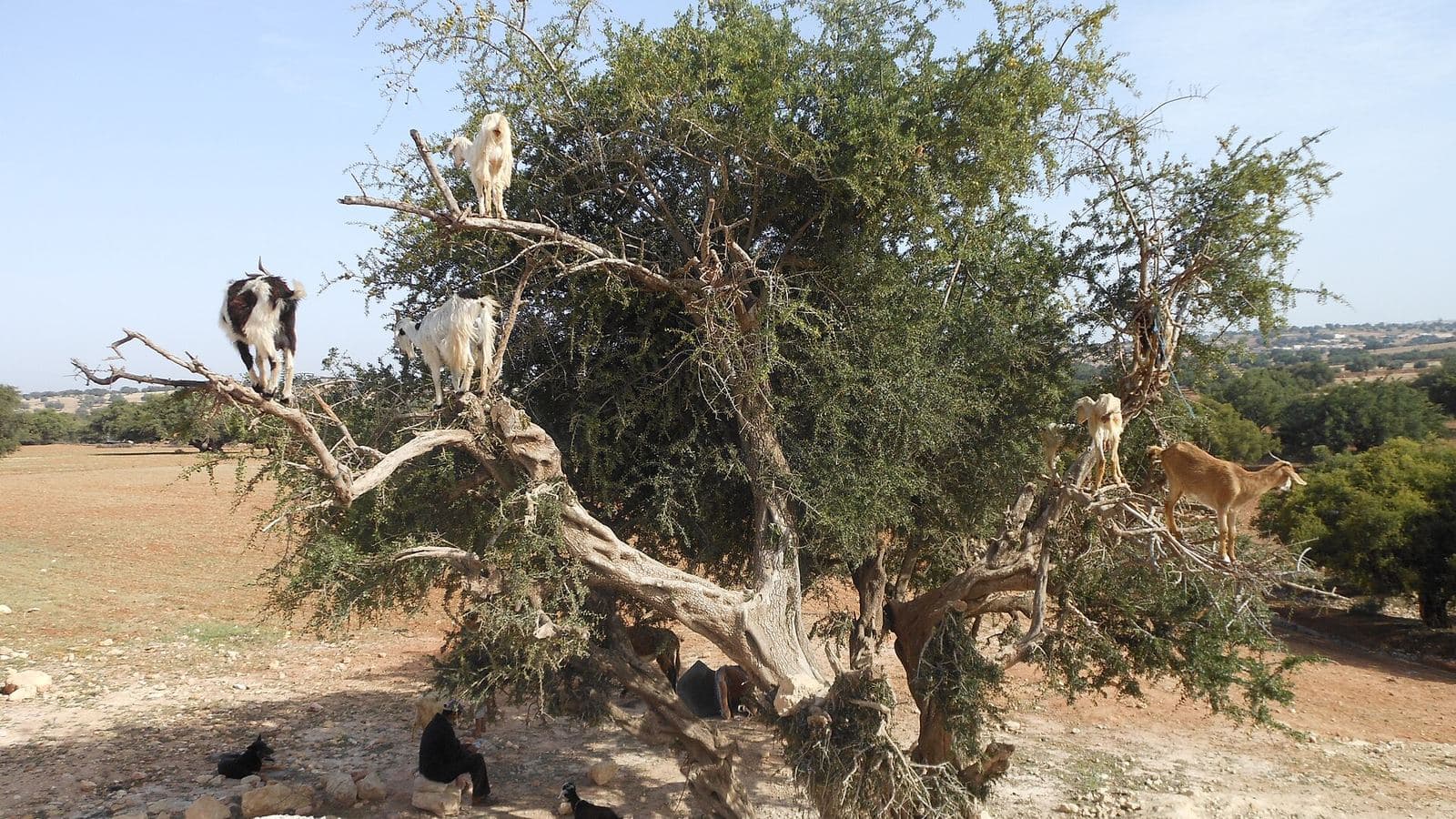 Goats standing in an argan tree on the road from Marrakech to Essaouira