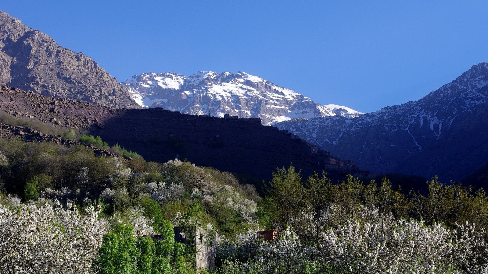 Arbres en fleurs blanches dans une vallée au pied du Haut Atlas enneigé au printemps