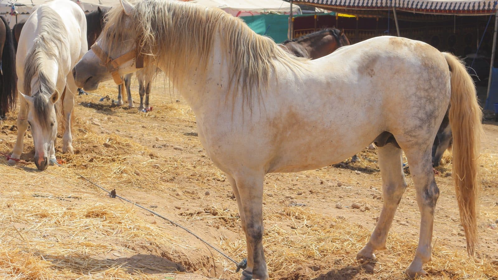 A grey Barb horse standing in the straw among the tents of a Moroccan moussem