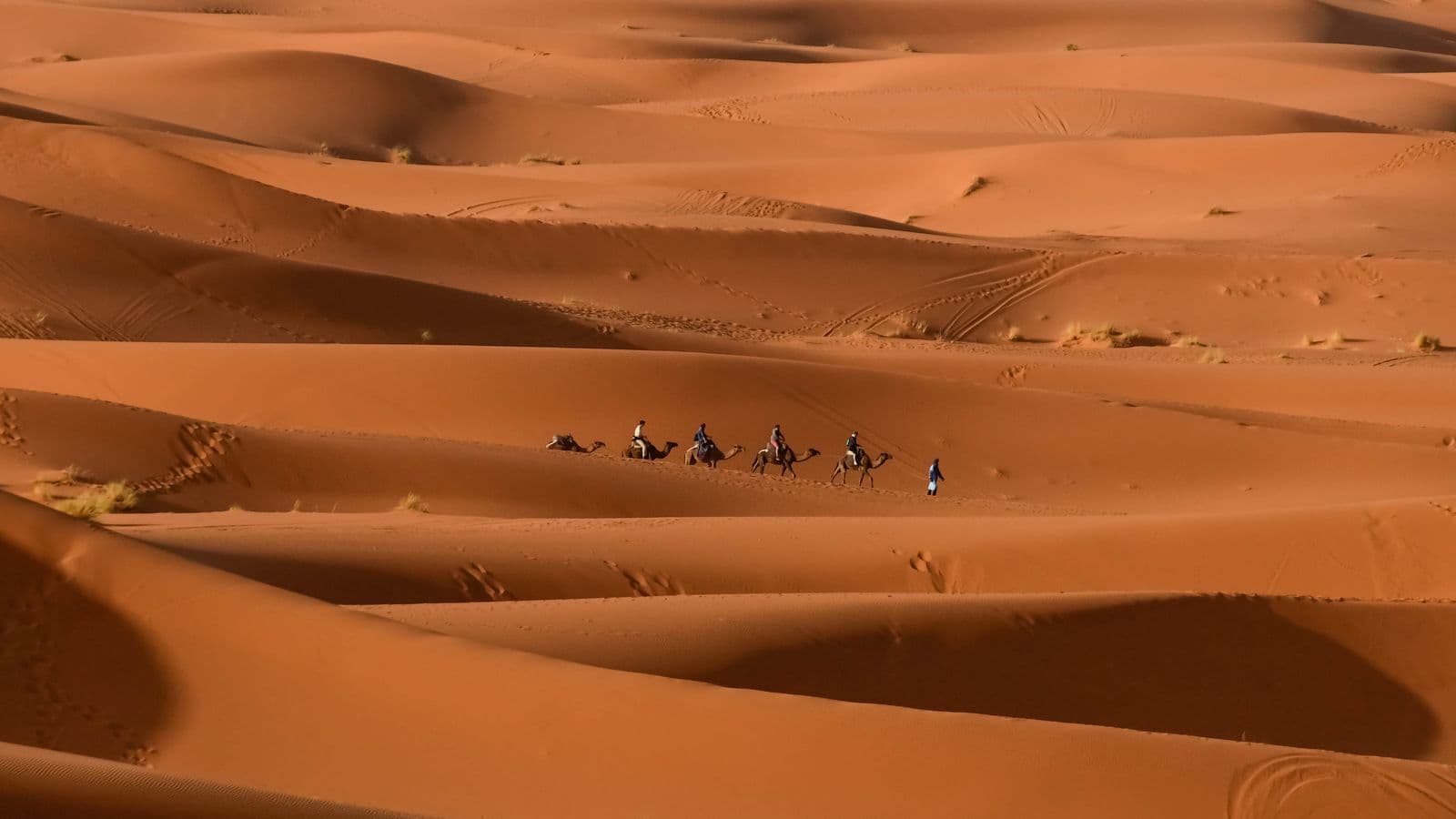 A camel caravan crossing the wide orange dunes of Erg Chebbi near Merzouga