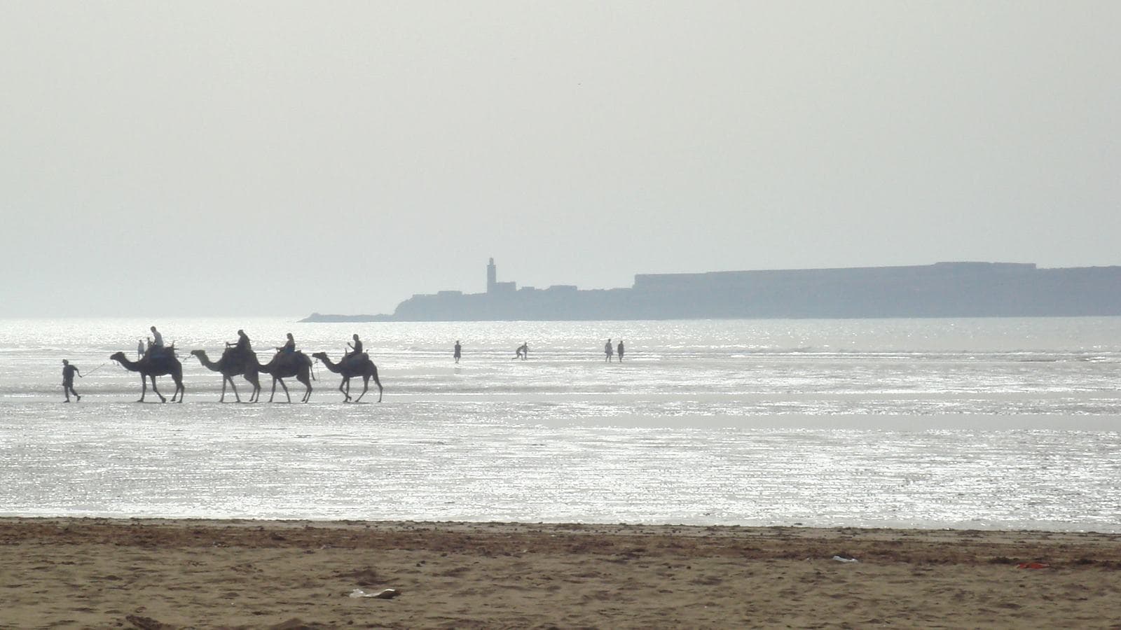 Camels walking on the beach of Essaouira with the Mogador island on the horizon