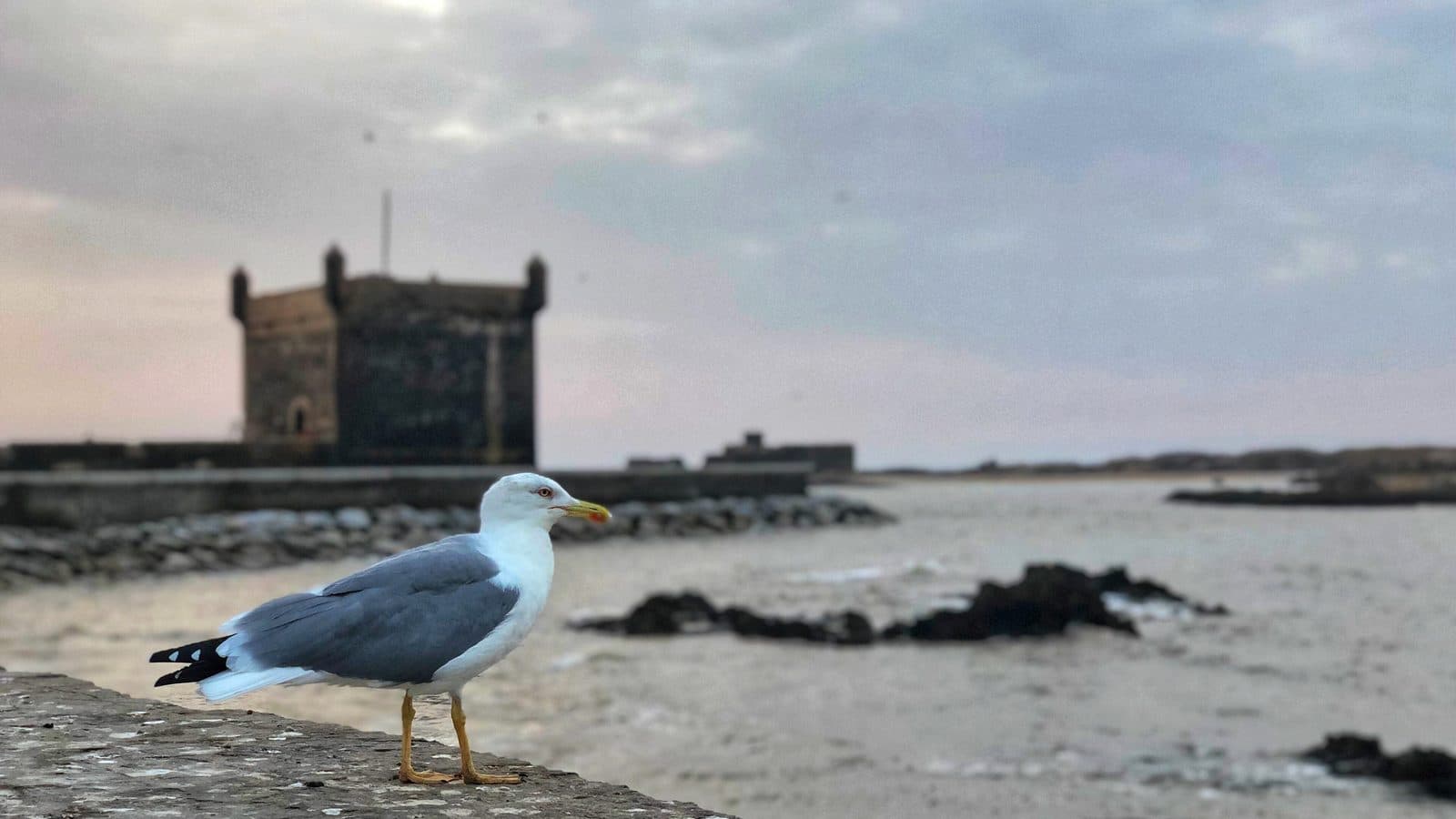 Un goéland posé sur le mur du port devant la tour de la Skala du Port à Essaouira sous un ciel gris