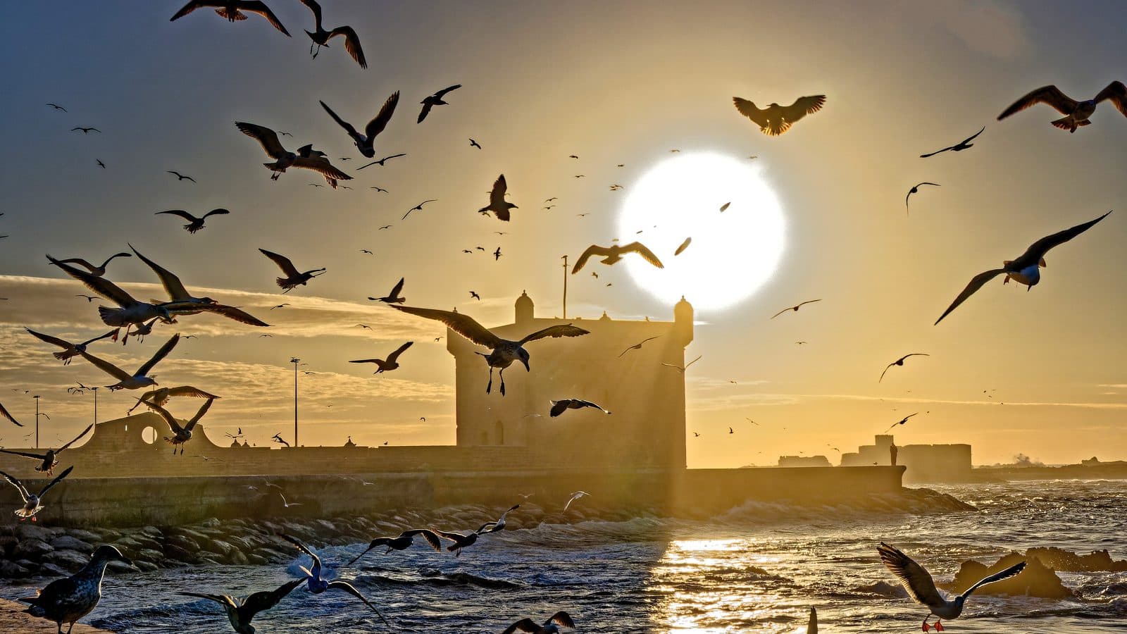 Seagulls flying in front of the setting sun above the Skala fortress of Essaouira