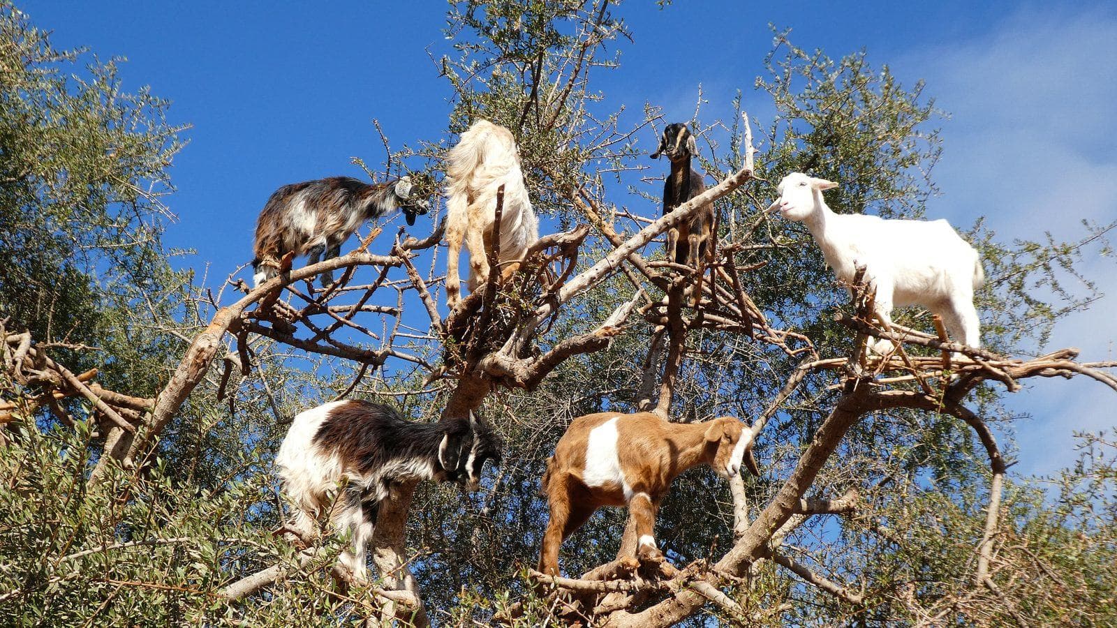 Chèvres perchées dans les branches d'un arganier au bord de la route entre Essaouira et Marrakech