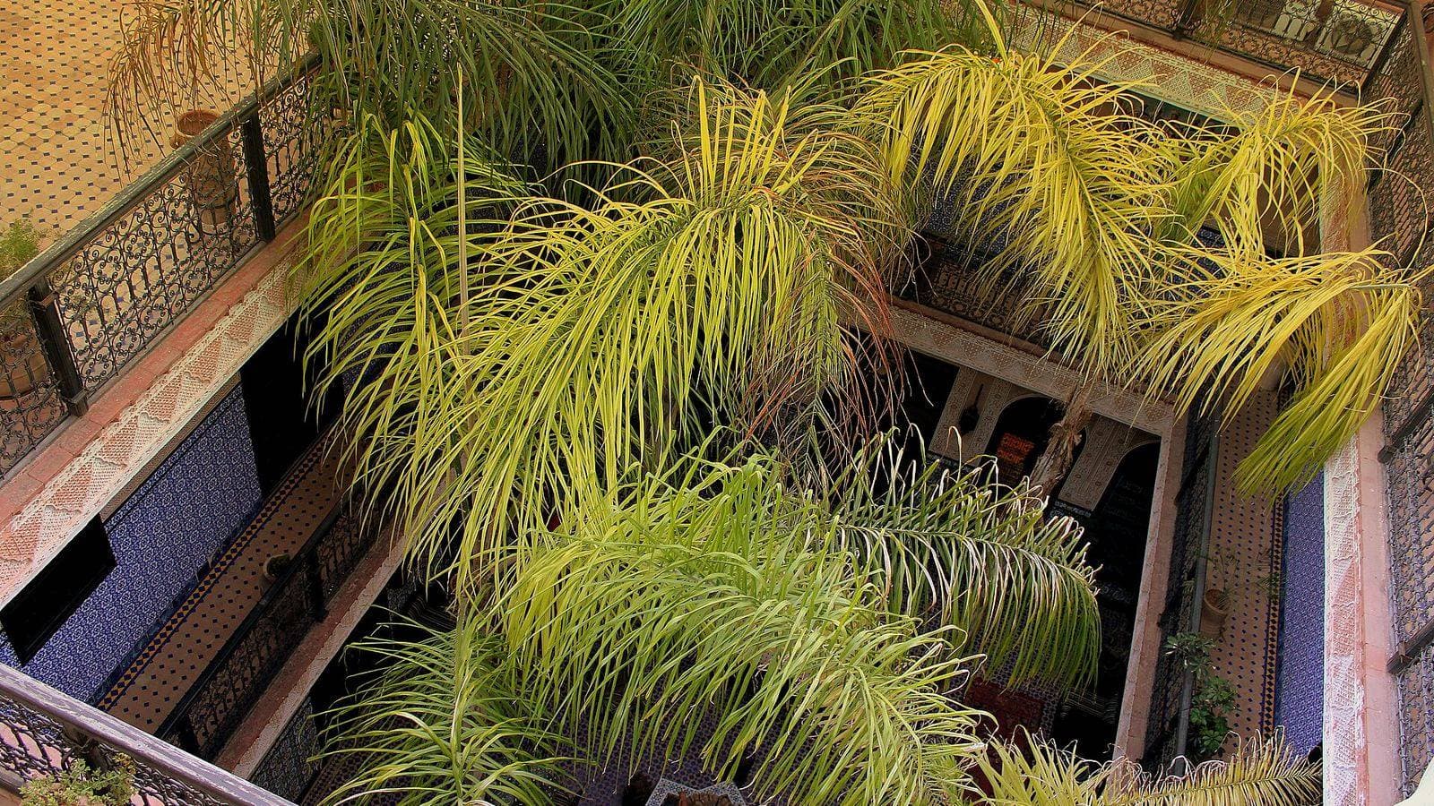 Palmiers et plantes dans le patio d'un riad traditionnel de Marrakech