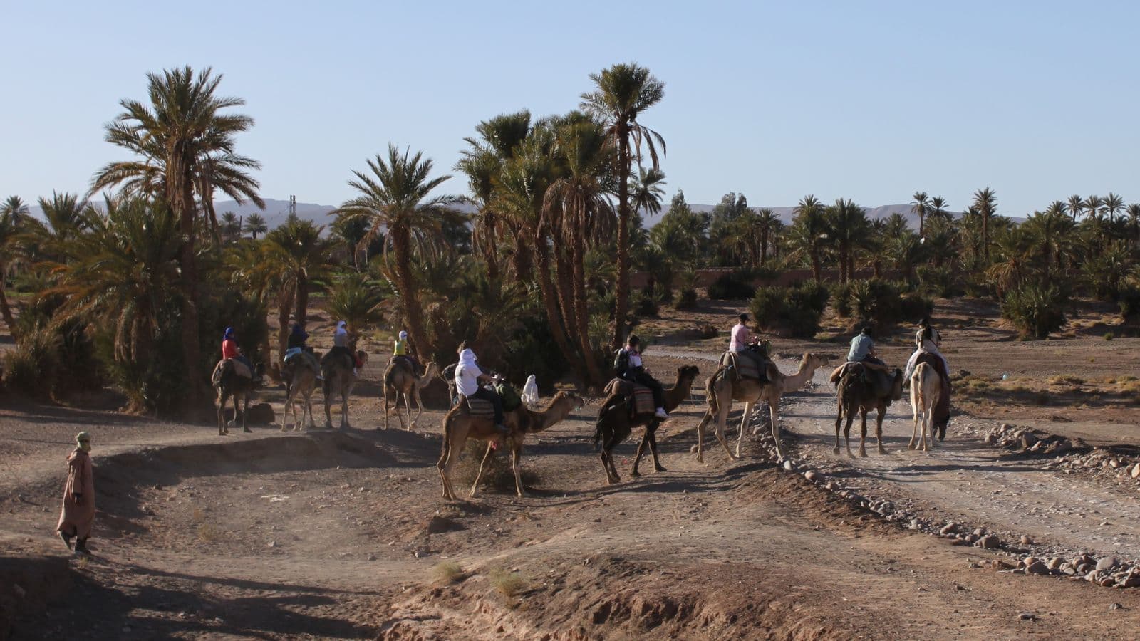 Travellers on camels riding through a palm grove near Zagora
