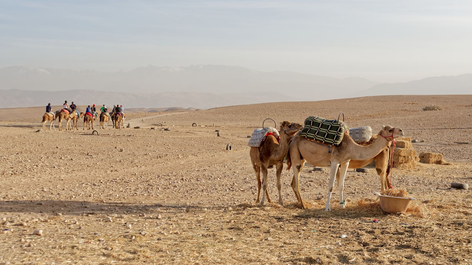 Saddled camels waiting in the Agafay desert with riders in the distance