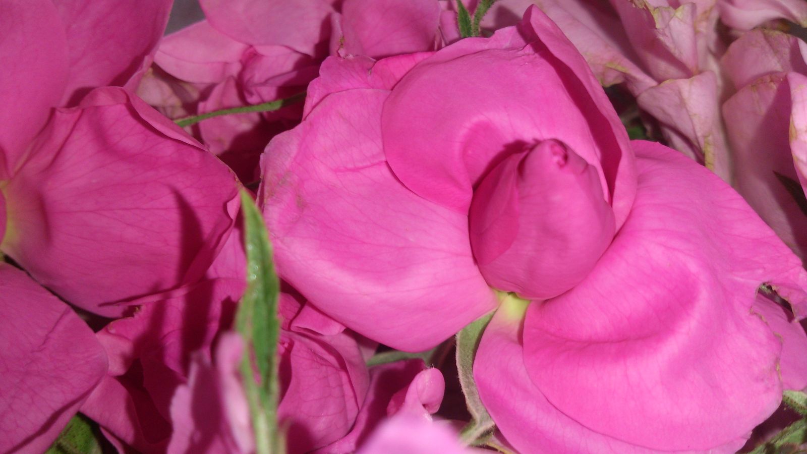 Roses de Damas roses fraîchement cueillies dans la vallée des Roses