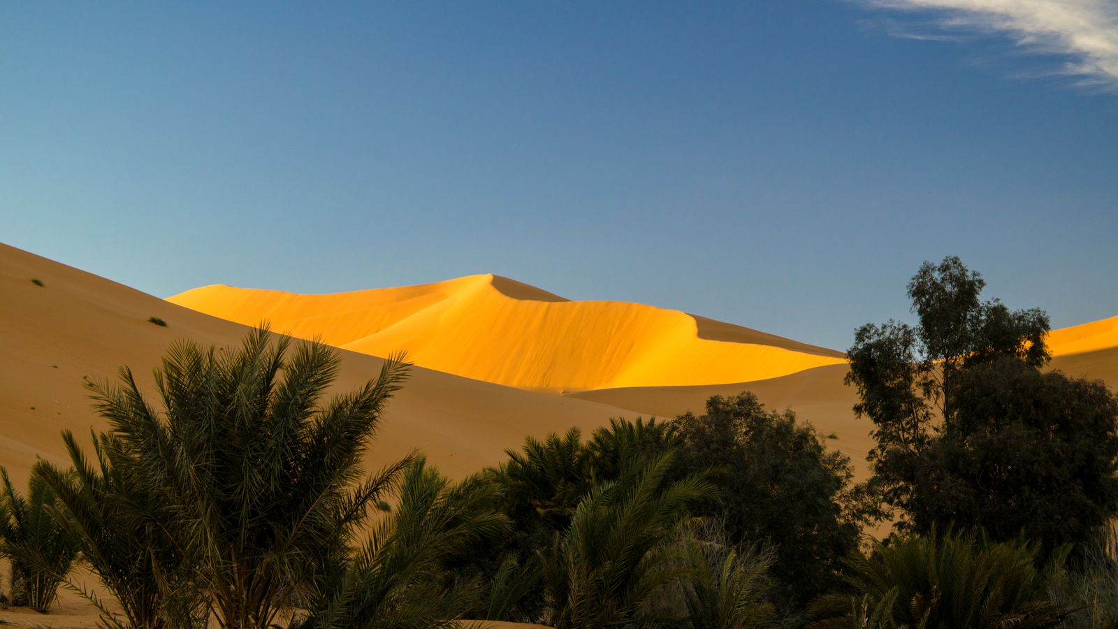 Dunes dorées de l'Erg Chebbi derrière une rangée de palmiers