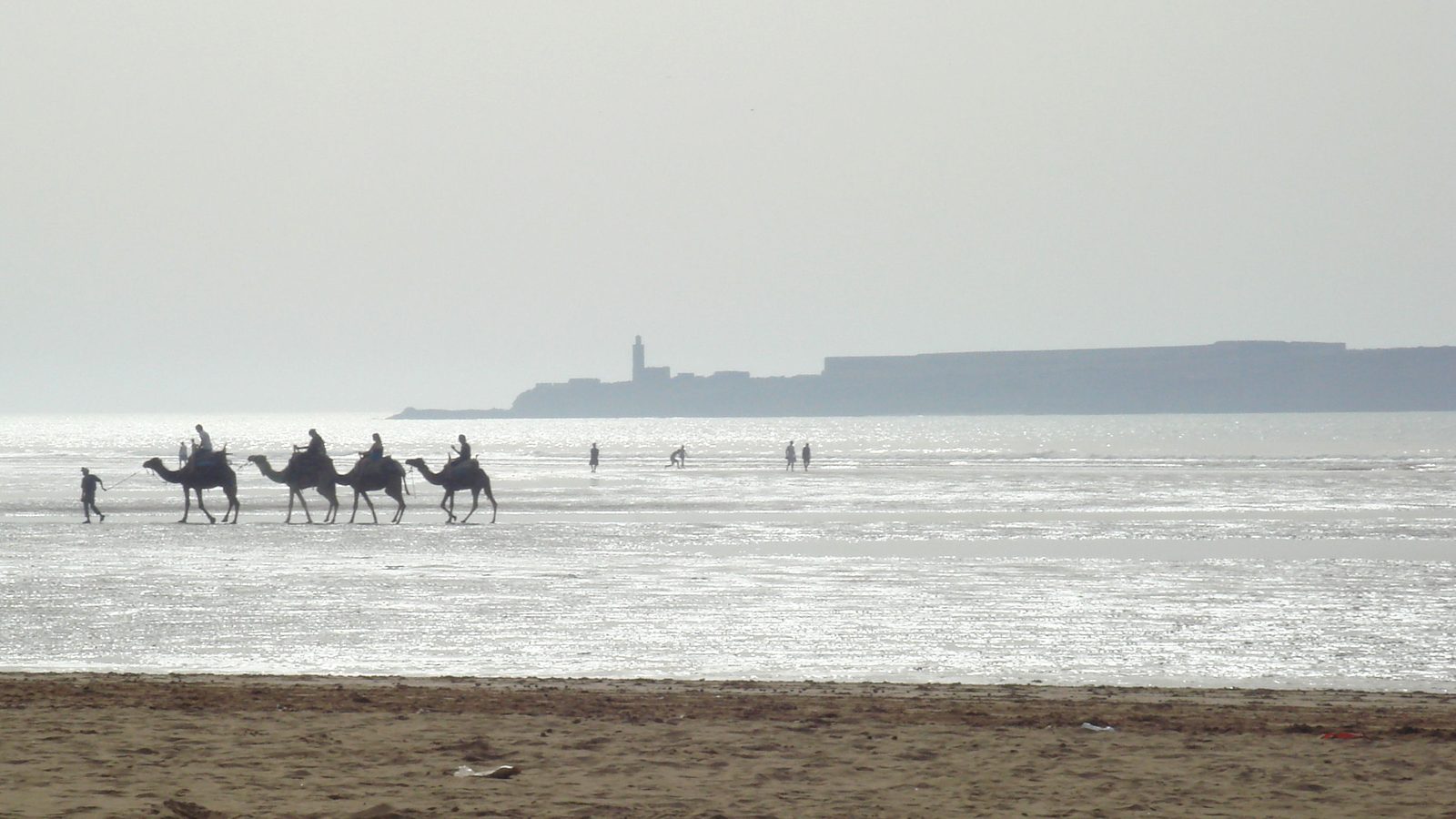 Dromadaires marchant sur la plage d'Essaouira avec l'île de Mogador en arrière-plan
