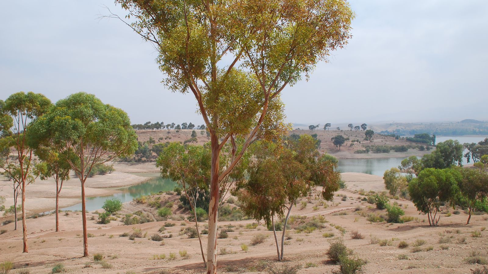 Eucalyptus sur la rive du lac de barrage Lalla Takerkoust