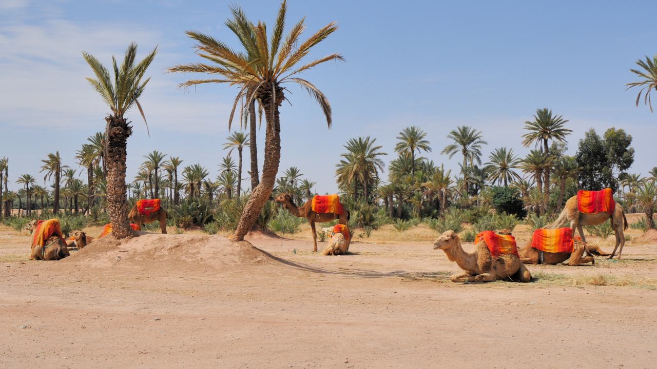 Des dromadaires se reposant entre les palmiers de la Palmeraie à Marrakech