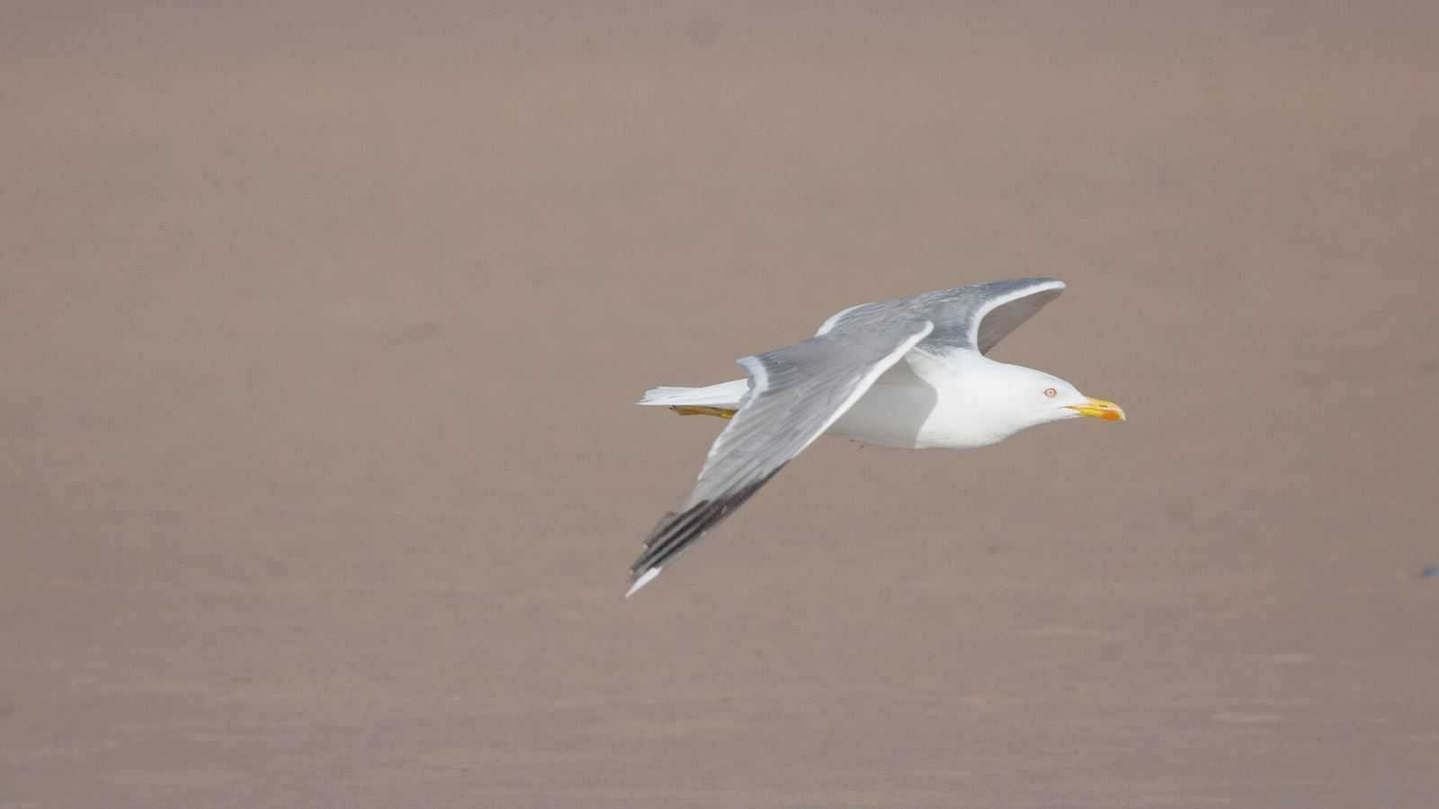 Un goéland survolant l'estuaire de l'oued Ksob près d'Essaouira