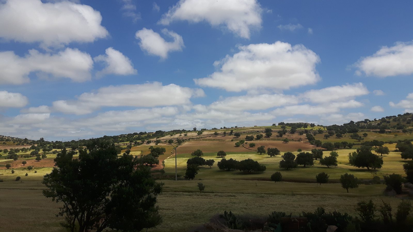 Collines verdoyantes et arbres de la campagne près d'Ounagha