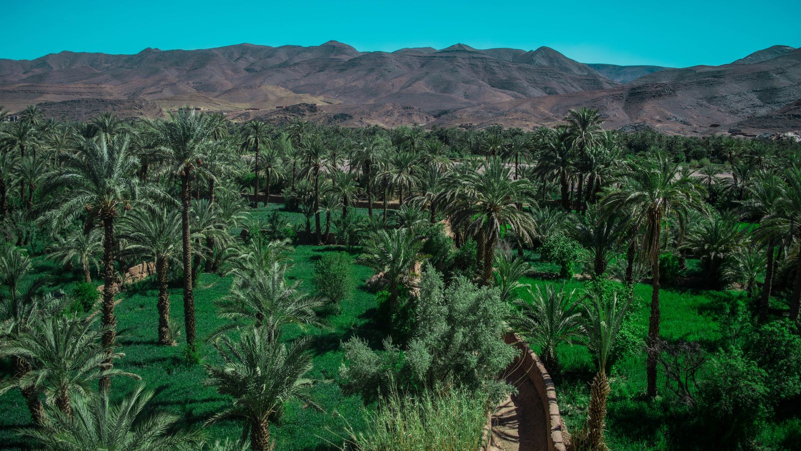 Dense date palm grove in the Agdz oasis