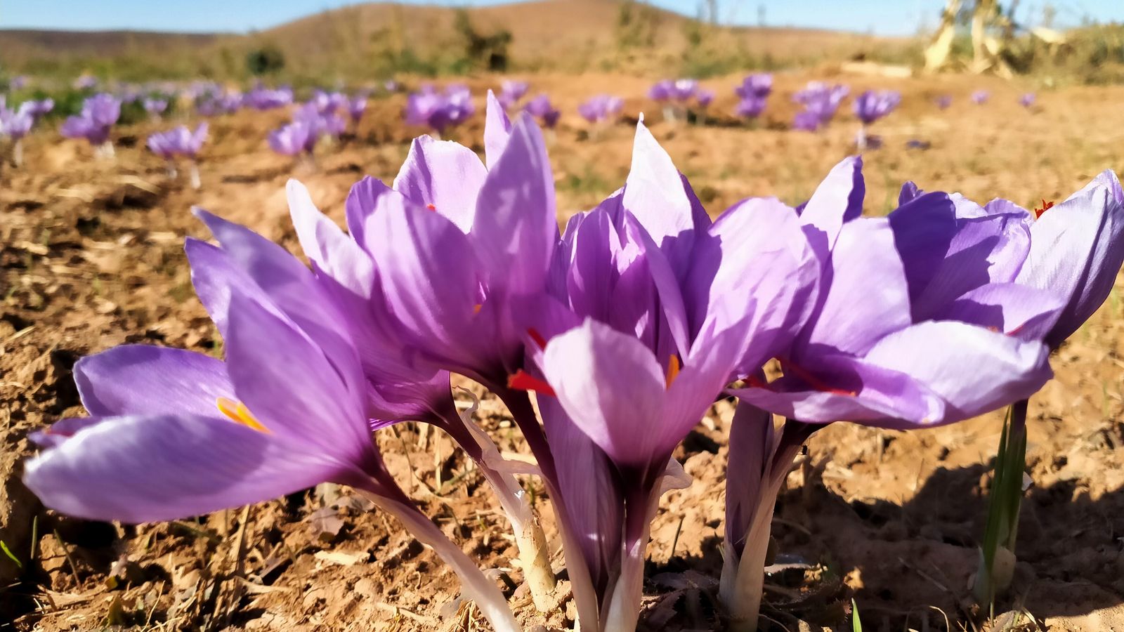 Purple saffron crocus flowers in a field near Taliouine