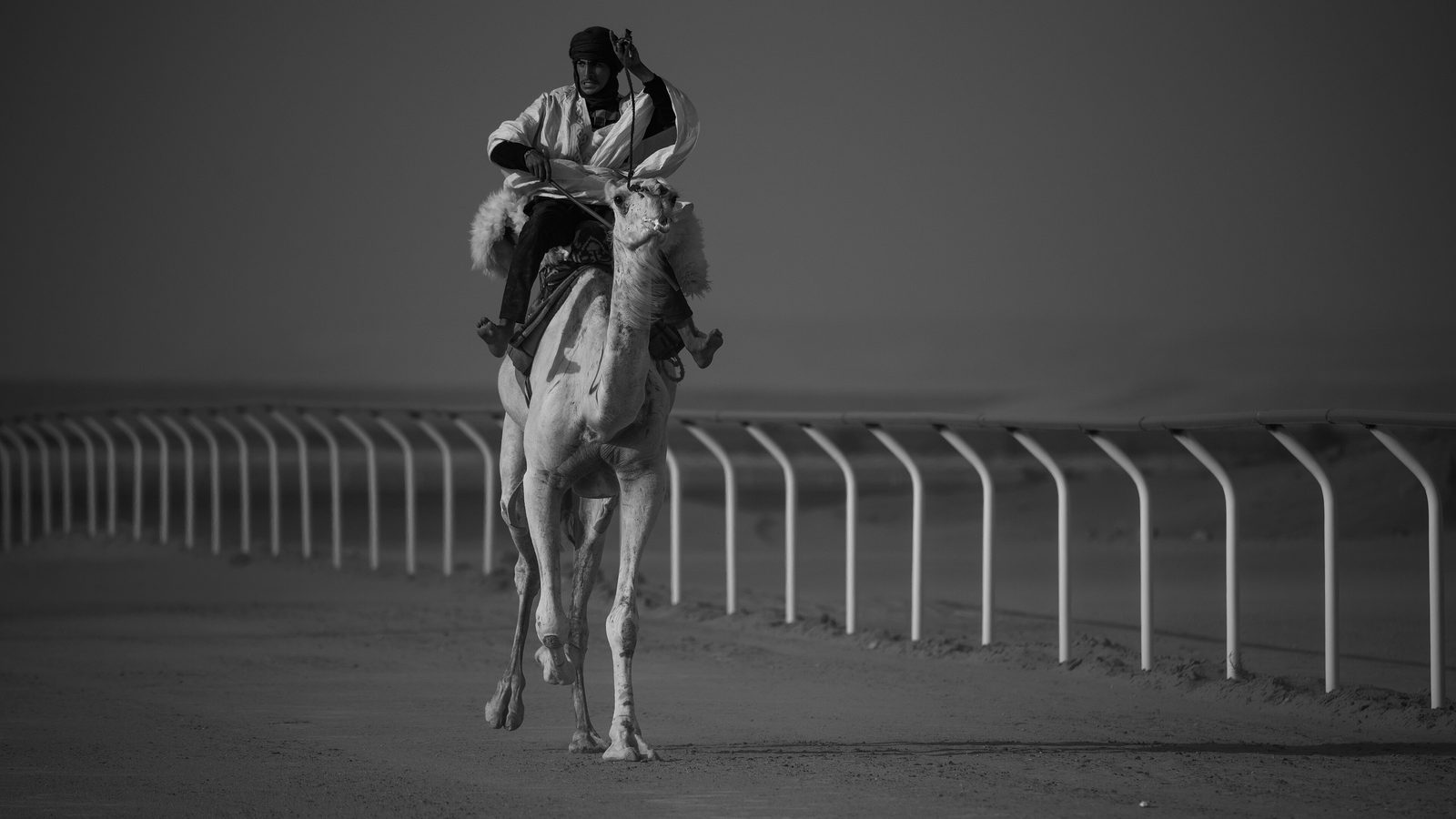 A rider on a camel on a sandy track during the Tan-Tan moussem, in black and white